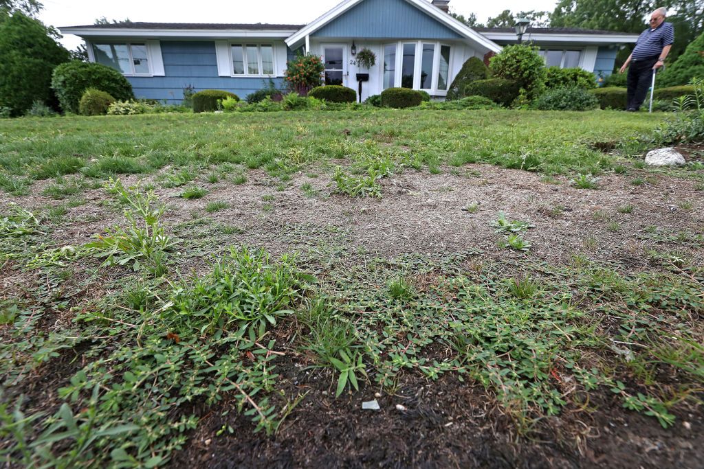 Texas lawn full of weeds